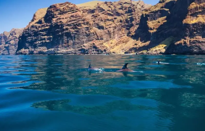 Excursiones Privadas Teide y Delfines un dia mágico 3.webp