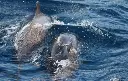 Excursiones Privadas Teide y Delfines un dia mágico 4.webp