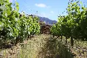 Parcela Moscatel cubierta vegetal.webp