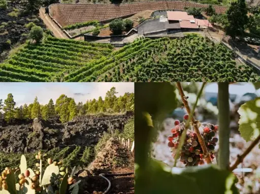 Vineyard visit with long tasting