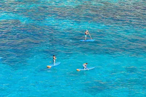 Paddle SUP Water Safari